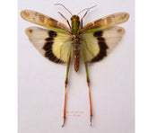 Gastrimargus sp. (Java)